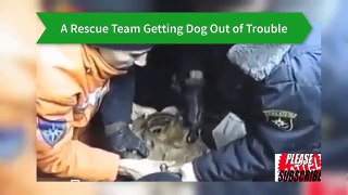 Another Video of People Saving Animals Lives #3