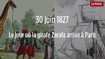30 juin 1827 : le jour où la girafe Zarafa arrive à Paris
