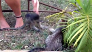 Will The Monkey Stop Teasing The Cat???????