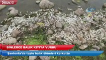 Şanlıurfa’da toplu balık ölümleri korkuttu