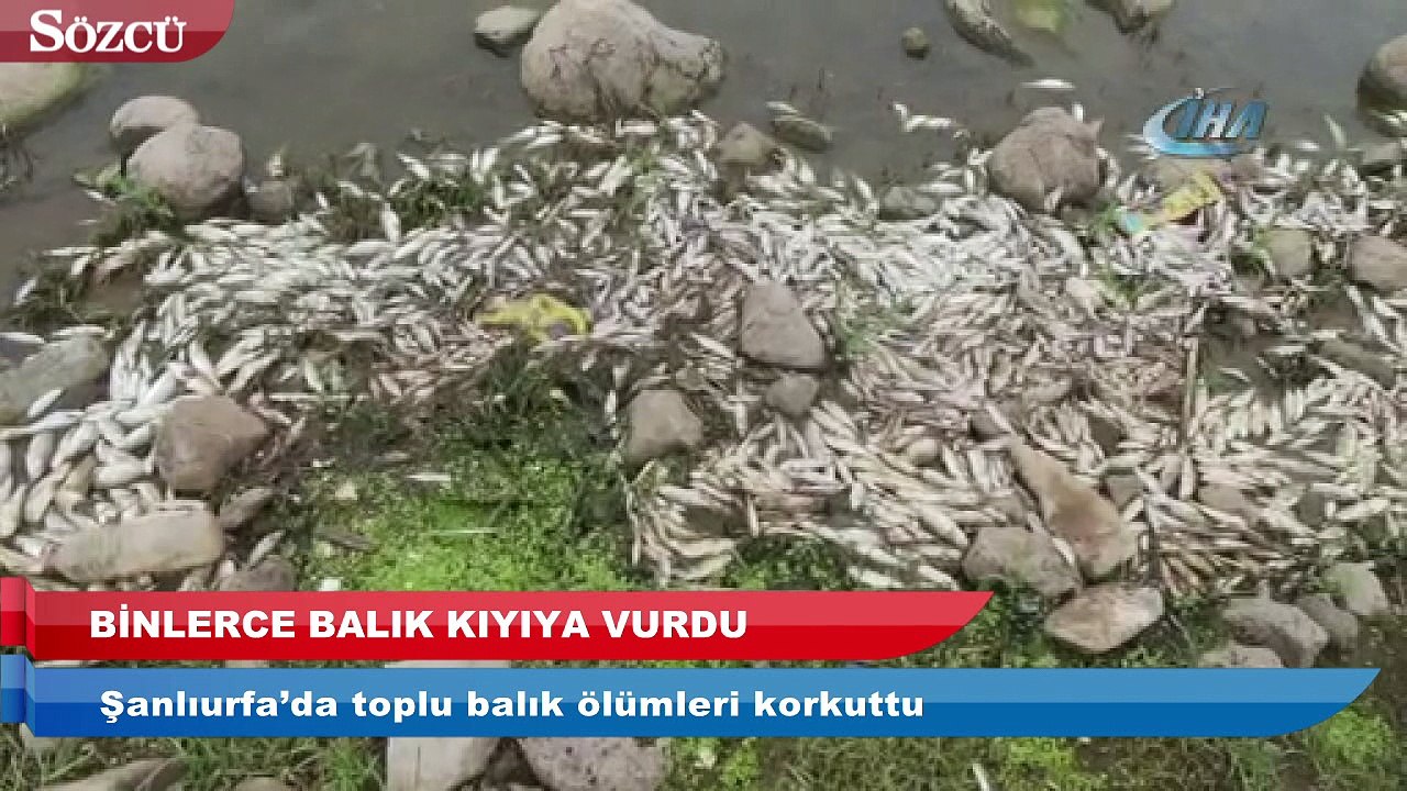 Şanlıurfa’da toplu balık ölümleri korkuttu