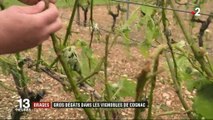 Orages : d'importants dégâts dans les vignobles