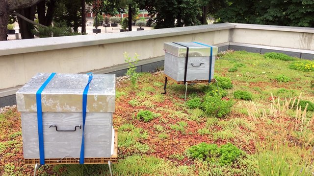 Vienne: trois ruches sur le toit de l’office du tourisme