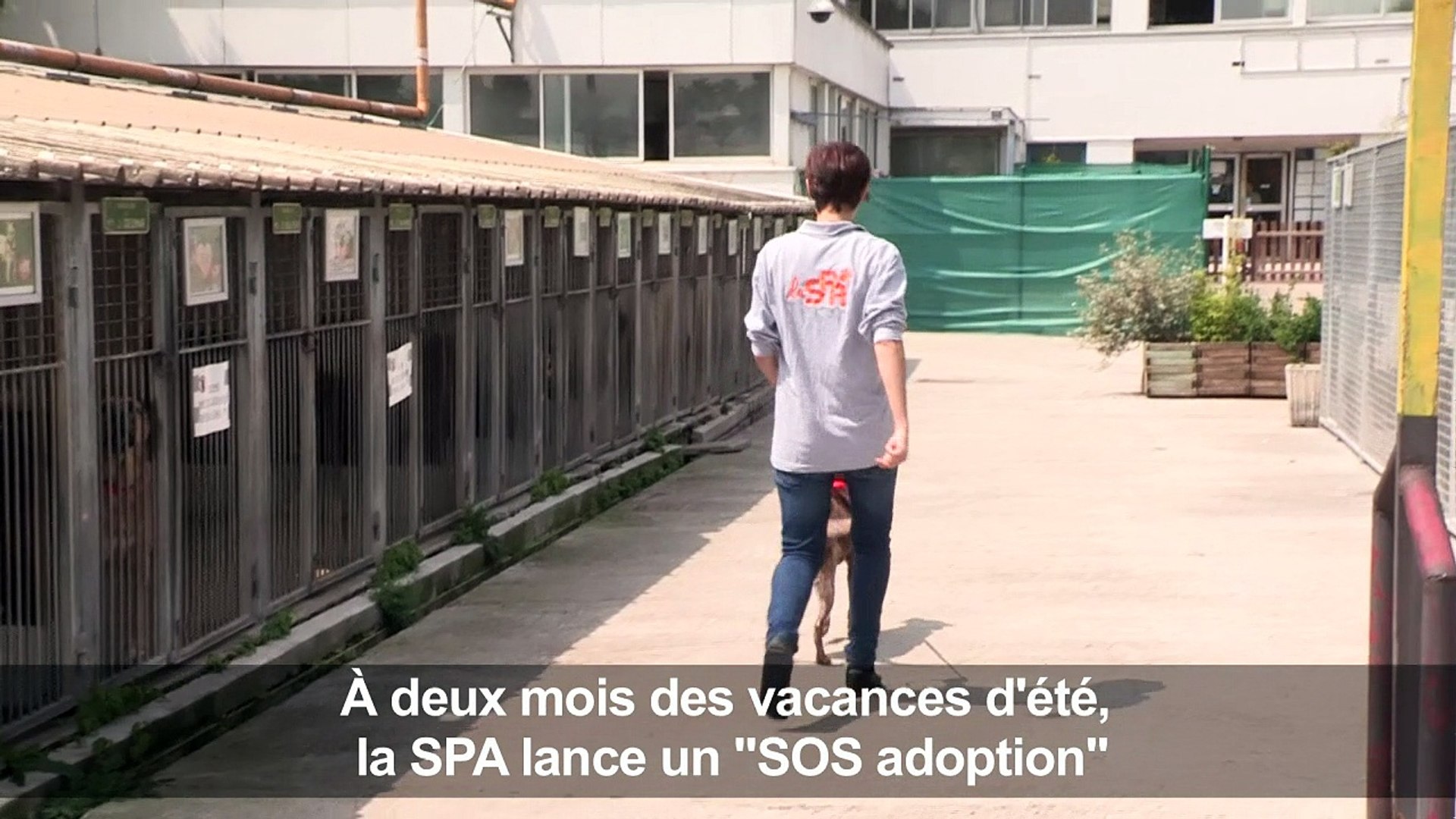 A deux mois des vacances d'été, la SPA lance un "SOS adoption" - Vidéo  Dailymotion
