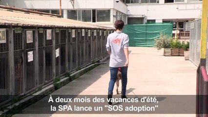 A deux mois des vacances d'été, la SPA lance un "SOS adoption"