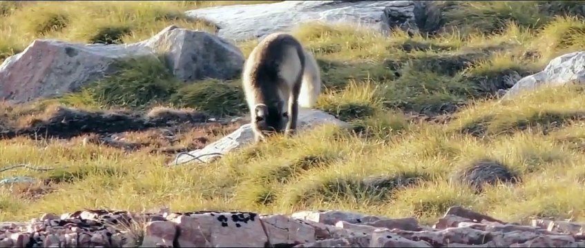 Partez à la rencontre de bébés renards polaires... Adorables