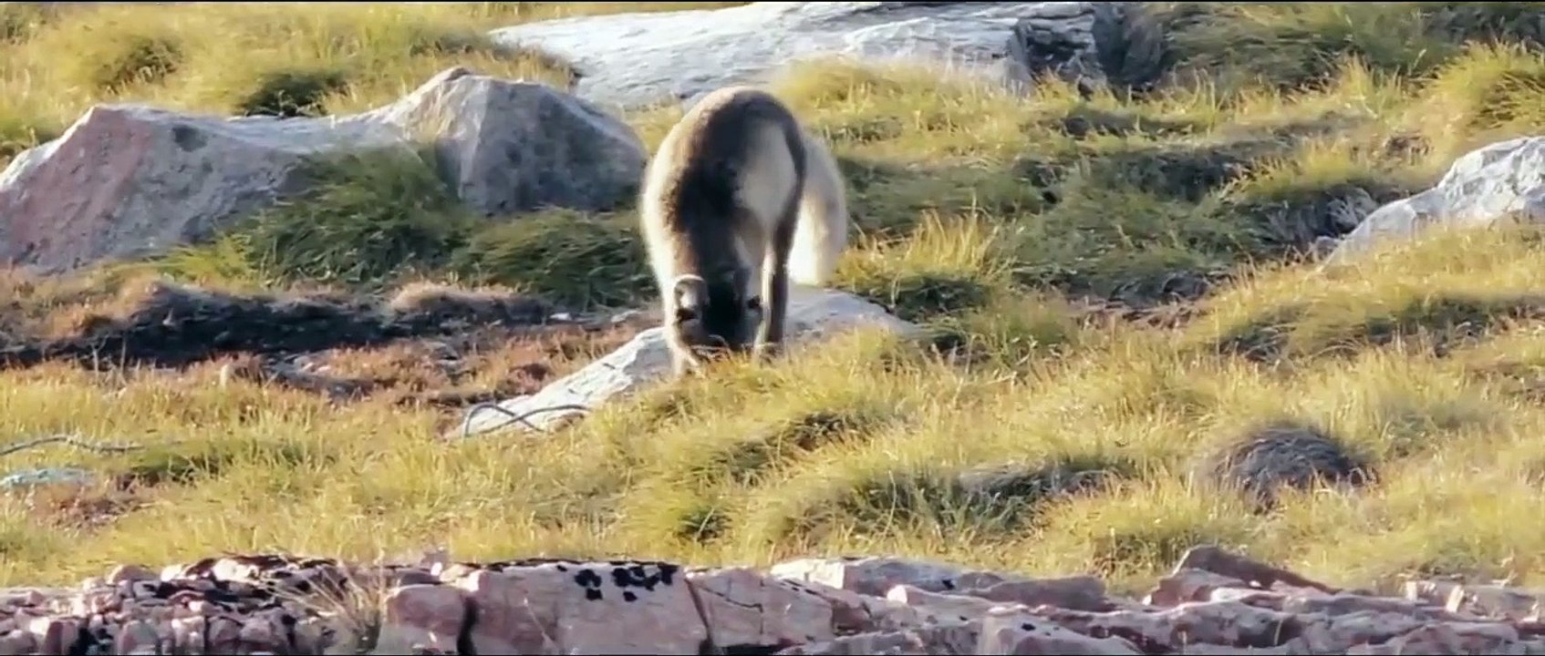 Partez à la rencontre de bébés renards polaires... Adorables