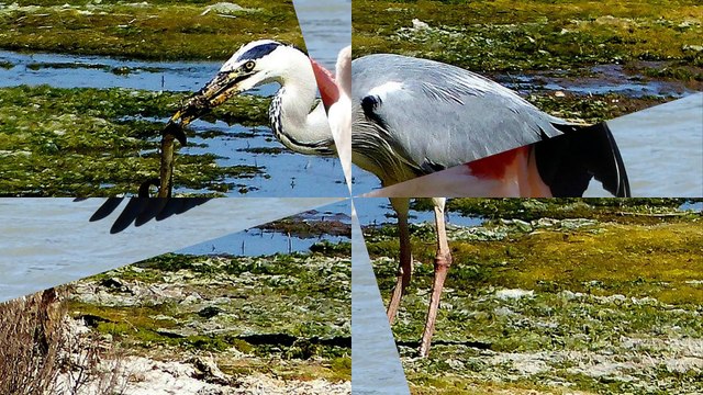 PHOTOS LA FAUNE par les membres du club photo de la MJC DE AGDE