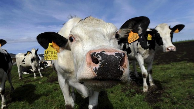 Abate de milhares de vacas na Nova Zelândia