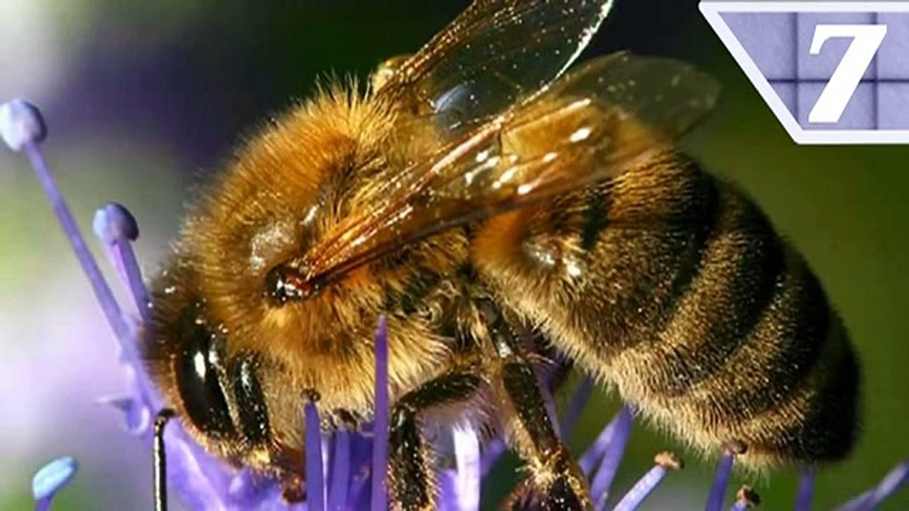 What the Fact - Episode 01