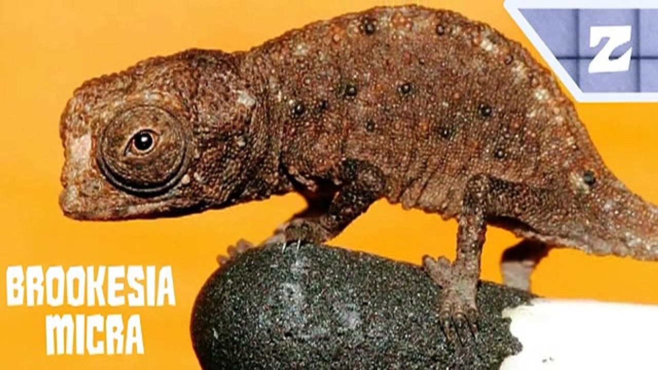 What the Fact - Episode 12