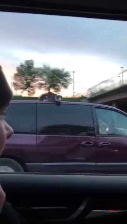 Pauvre chat : il s'agrippe au toit de la voiture !