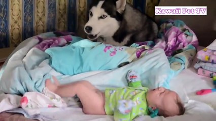 初めて人間の赤ちゃんに会ったハスキー犬の反応が超おもしろ