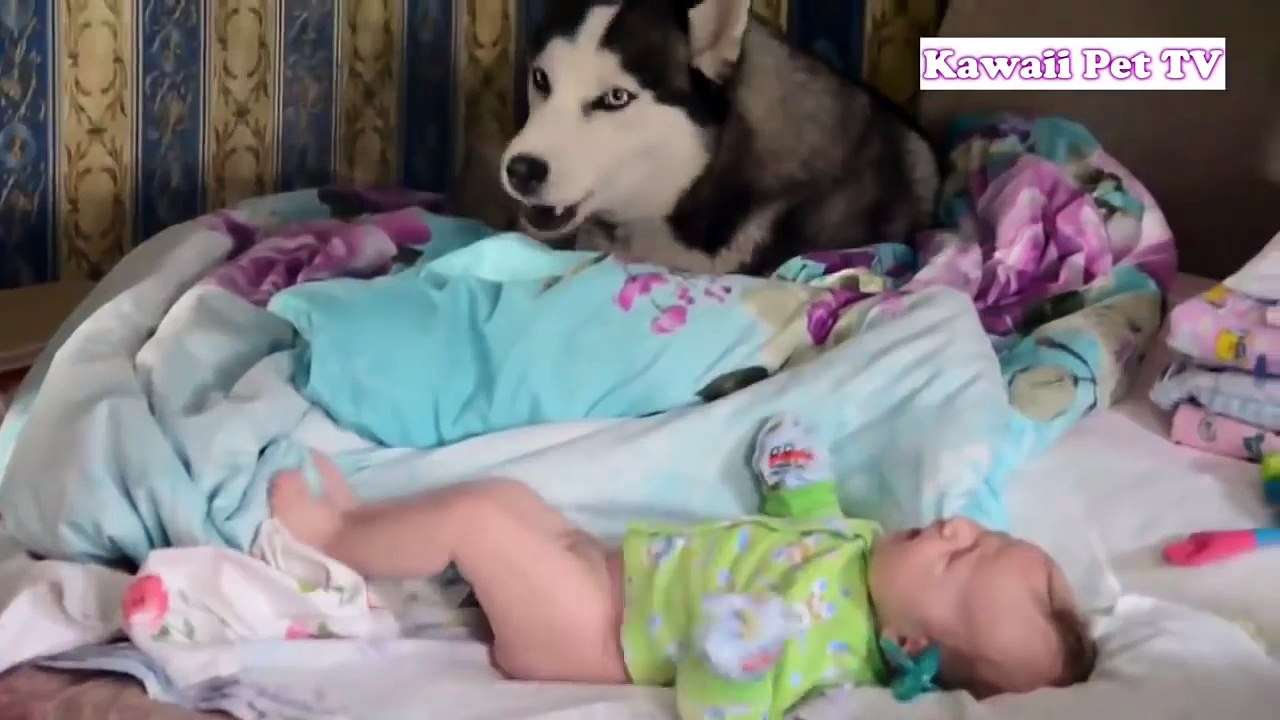 初めて人間の赤ちゃんに会ったハスキー犬の反応が超おもしろ