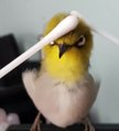 Cet oiseau adore les calins et sa réaction est magique