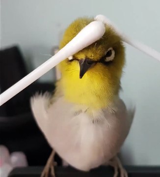 Cet oiseau adore les calins et sa réaction est magique