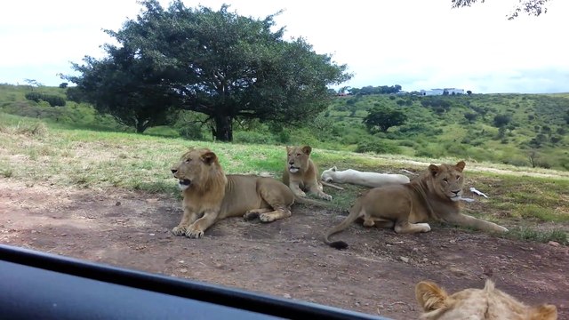 Un lion vient ouvrir la portière de la voiture de touristes dans un parc animalier