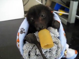 Video herunterladen: Cette chauve-souris adorable tète sa sucette comme un bébé