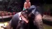 A Foreigner Bathing with an Elephant in India...!!!!Really funny...!!!