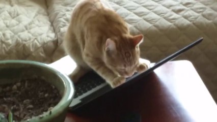 I've been trying to understand cats ☺☺☺