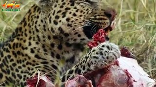 SAVAGE KINGDOM. UPRISING - FIRST BLOOD / Documentary Films 2018 on Amazing Animals TV