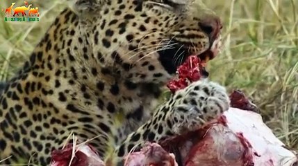 SAVAGE KINGDOM. UPRISING - FIRST BLOOD / Documentary Films 2018 on Amazing Animals TV