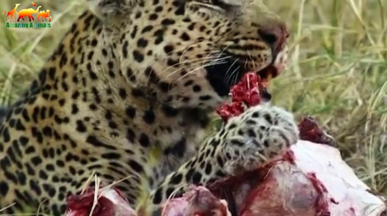 SAVAGE KINGDOM. UPRISING - FIRST BLOOD / Documentary Films 2018 on Amazing Animals TV