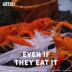 We need these biodegradable "plastic" bags everywhere