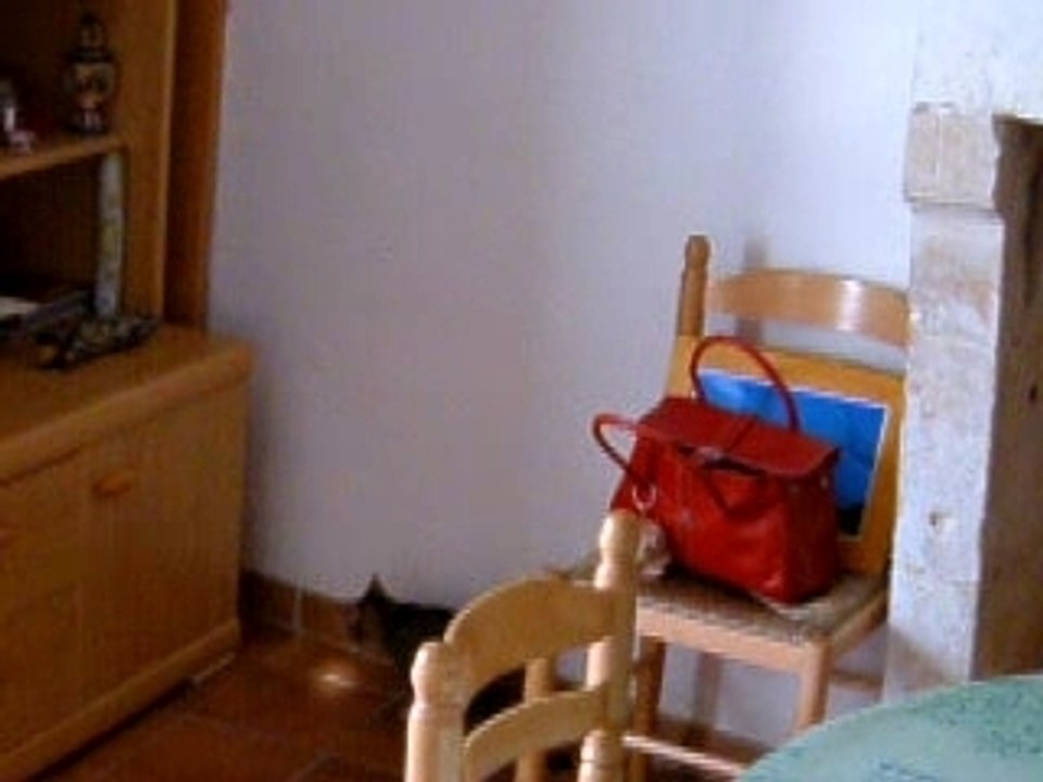 chat sauteur
