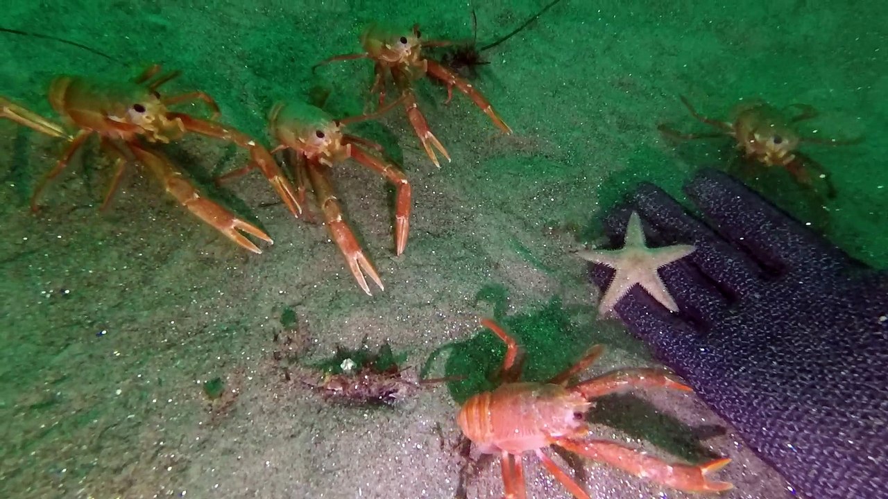 Tuna Crabs are Both Friendly and Creepy video Dailymotion
