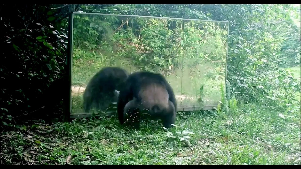 Apes - Nigga Nigga Nigga