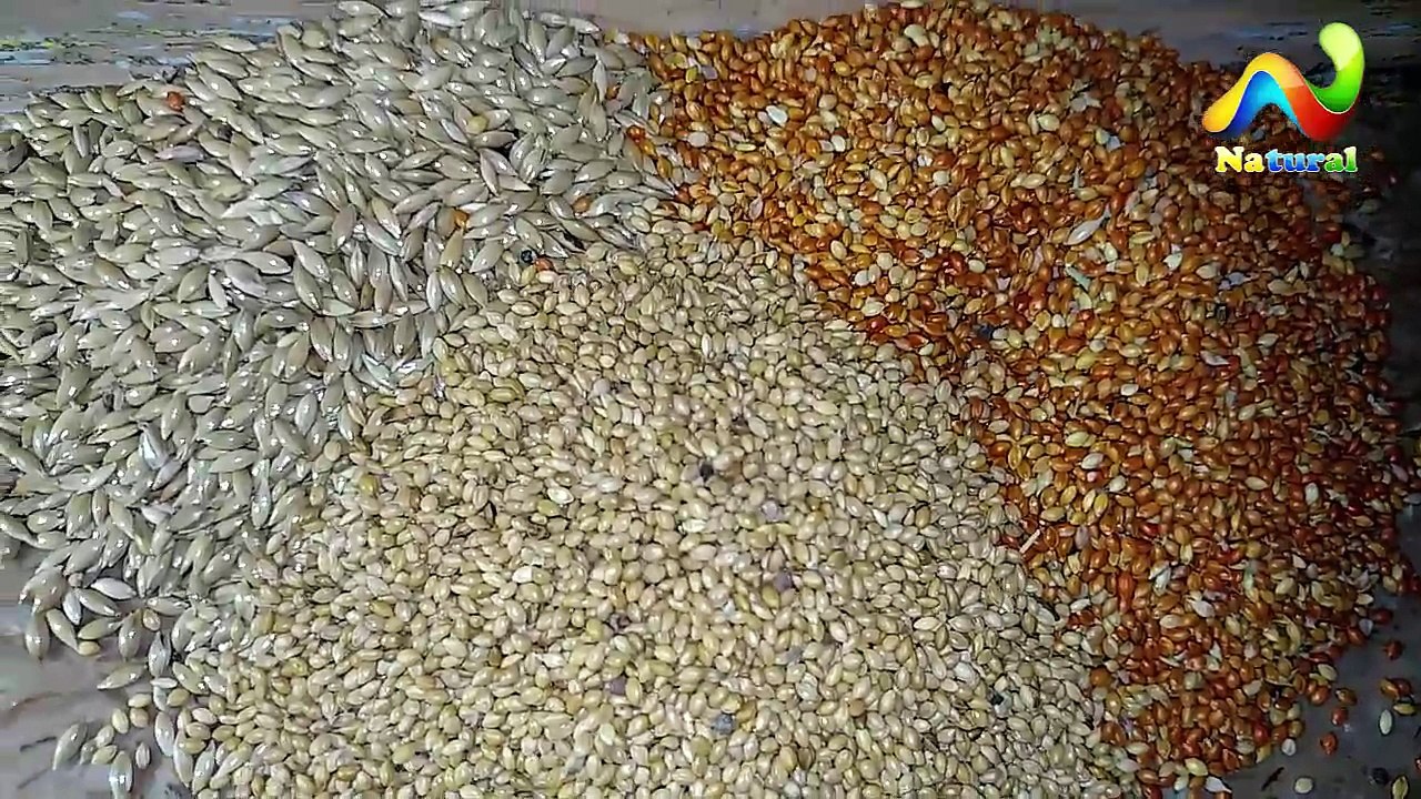Finch Seed Mixes  | Finch Food  | Finches Summer Seeds