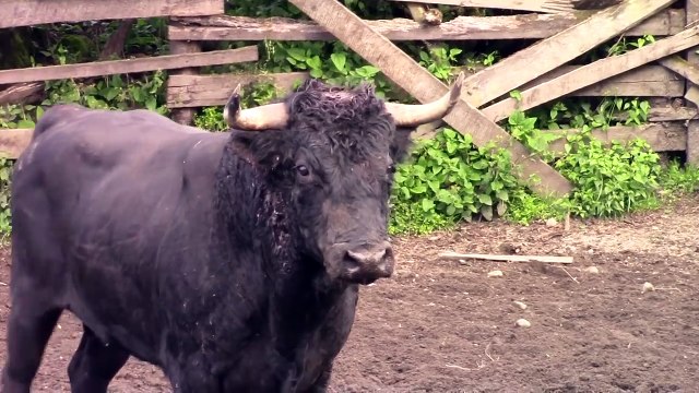 Toro mas bravo de lidia rompe las tablas del corral.