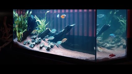 Renault  Italia presenta "NINGYO" un corto di Gabriele Mainetti