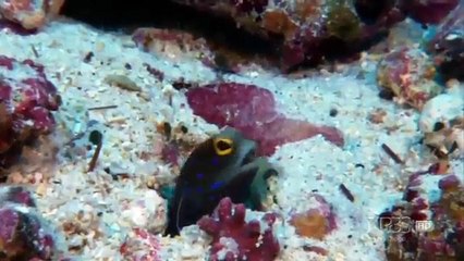 Shark Mountain (Nature Documentary)