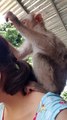 Being Groomed by a Monkey