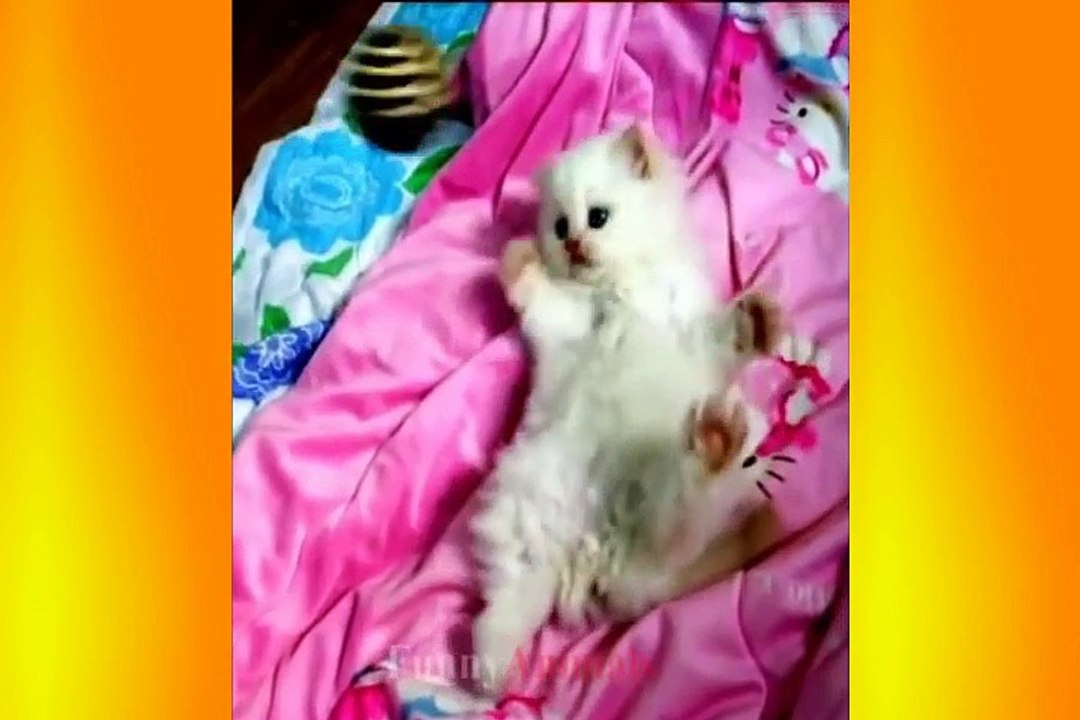 OOH So many cute kittens 2018