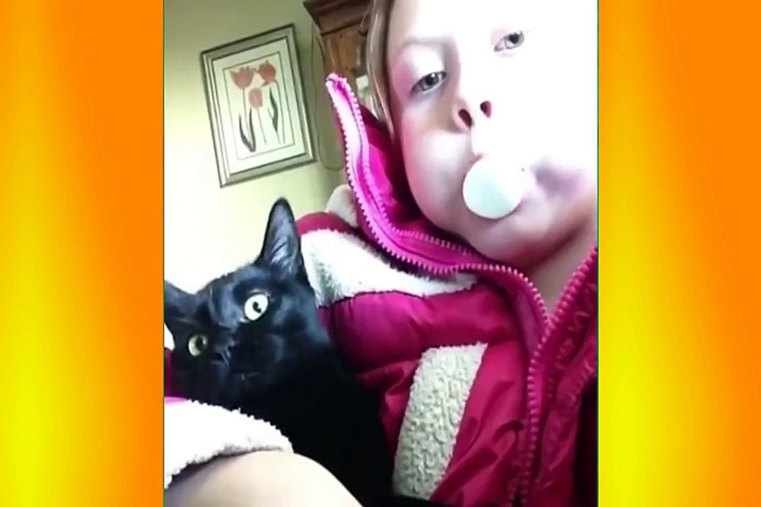 Try Not To Laugh Challenge Funny Dog & cat
