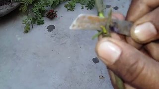 85# How to grow rose plant from stem || new style rose planting|| गुलाब के नये पौधे बनाना