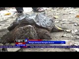 Kura - kura Bertubuh Mirip Buaya Ditemukan NET24