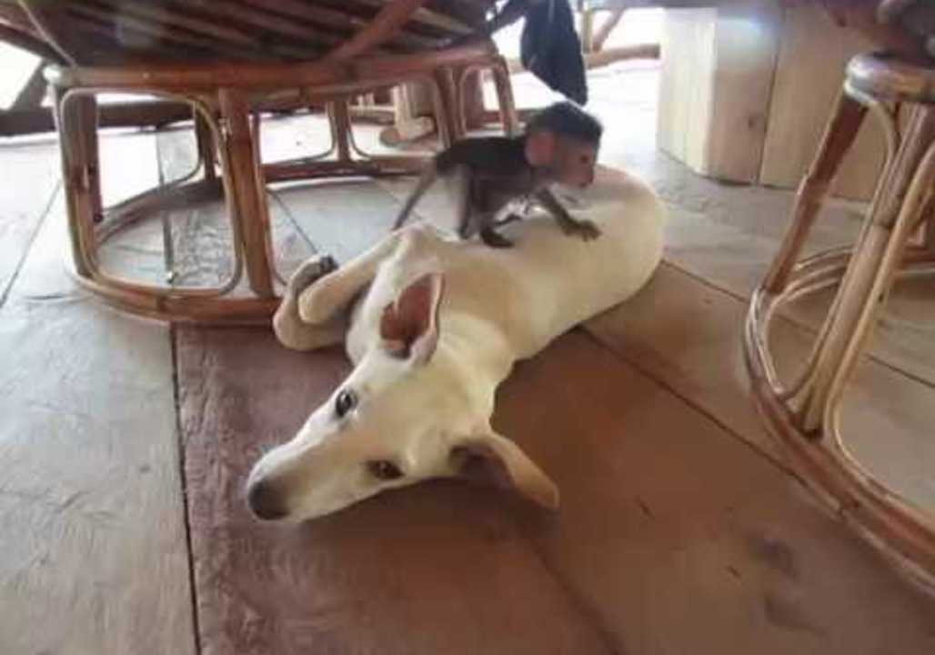 Orphaned Baby Monkey Plays With Dog Pal in Cambodia