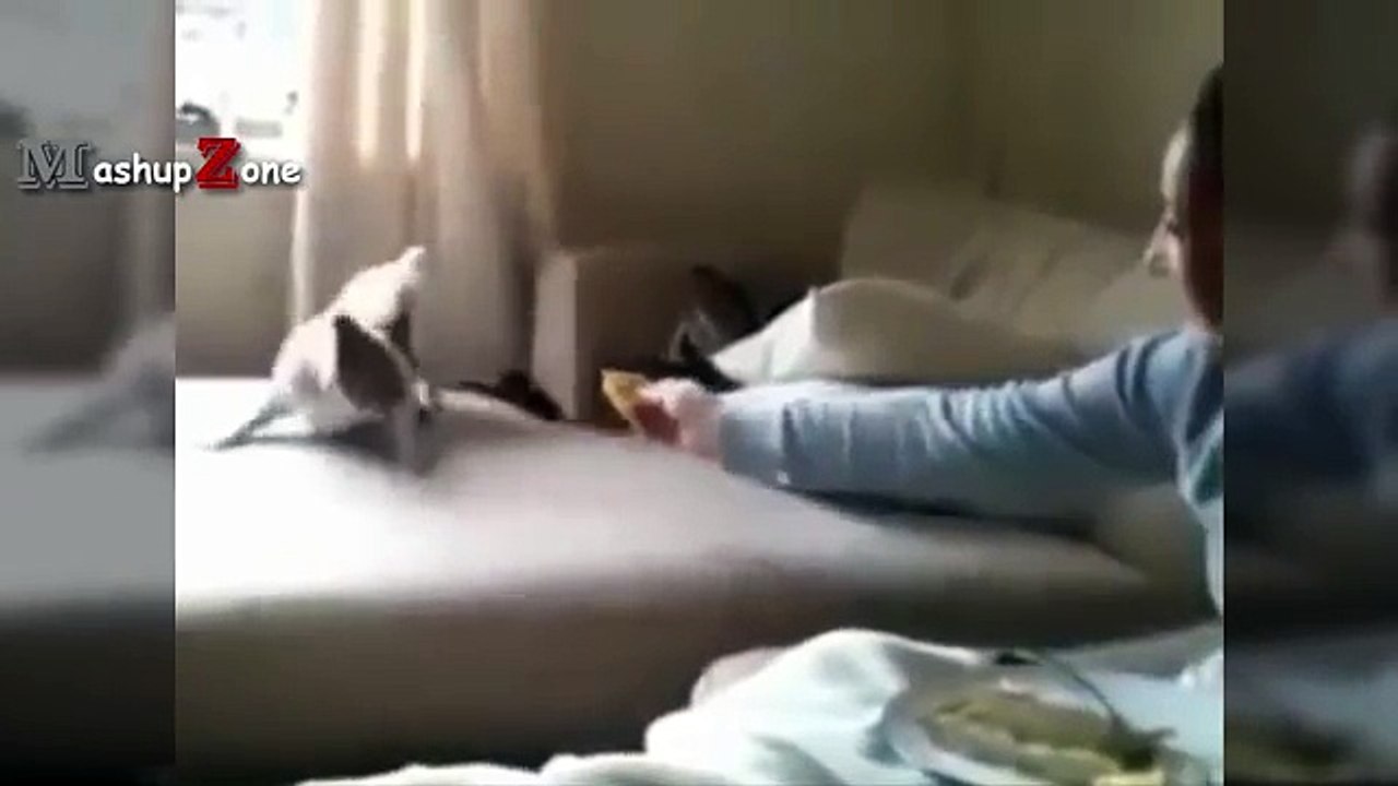 Funny Dogs And Puppies Reacting To Lemons [BEST OF]