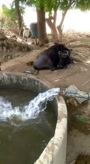 देशी ‌जुगाङ,‌देशी ‌विडियो