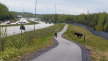 Moose Confronts Cyclist