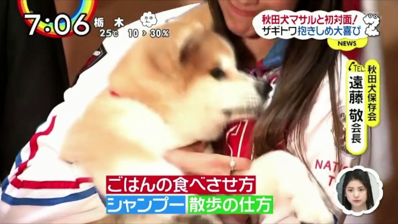 ザギトワ選手の秋田犬『マサル』愛が溢れて放すのは嫌＊『マサル』のお世話ポイントは？