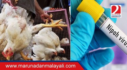 Fake message of Nipah Virus in Chicken