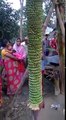 Longest Banana bunch in the world..!!!Happened  in India...!!!Live video....!!!