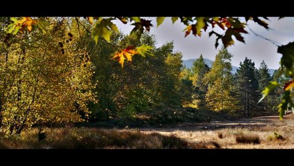 Le Poirier Sauvage - Bande-annonce VO