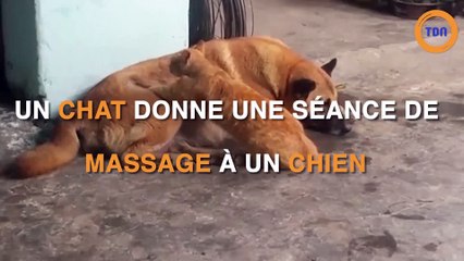 Un chat donne une séance de massage à un chien