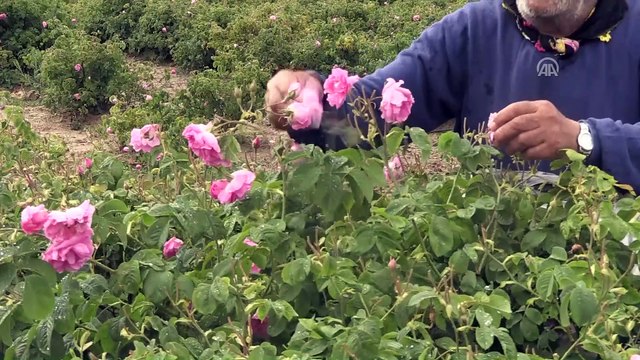 Isparta'nın 'gül' kokulu köyleri